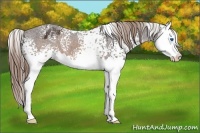 Horse Color:White Spotted Buckskin Splash Blanket 