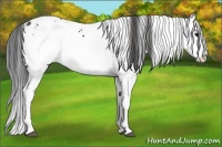 Horse Color:White Spotted Black Splash Appaloosa Rabicano