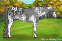 Horse Color:White Spotted Black Appaloosa Rabicano