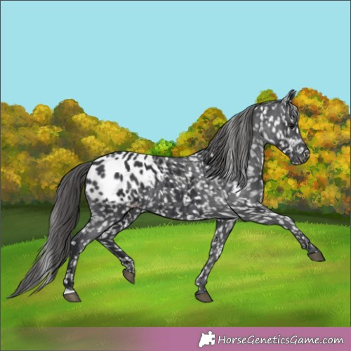 Horse Color:Black Appaloosa 