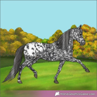 Horse Color:Black Appaloosa 