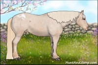 Horse Color:Chestnut Appaloosa 