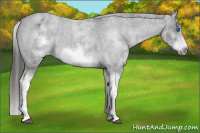Horse Color:White Spotted Blue Roan Splash Frame Appaloosa