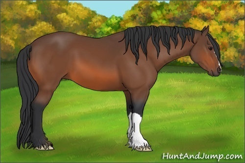 Horse Color: Bay 
