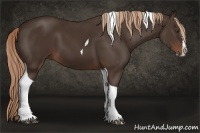 Horse Color:Liver Chestnut Splash Tobiano 