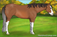 Horse Color:Bay Splash 