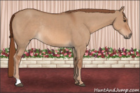 Horse Color:Red Dun Rabicano
