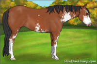 Horse Color:Bay Sabino 