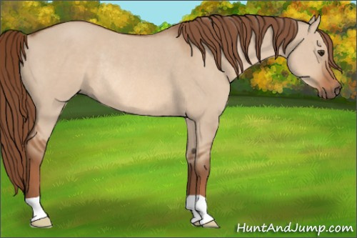 Horse Color: Liver Red Dun Rabicano 