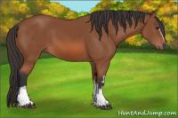 Horse Color:White Spotted Bay Sabino 
