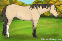 Horse Color:Buckskin Dun Rabicano