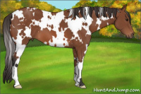 Horse Color:White Spotted Bay 