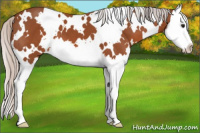 Horse Color:White Spotted Silver Bay Splash 