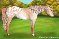 Horse Color:Gray Watercolor Red Dun Roan Frame Appaloosa