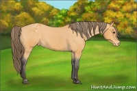 Horse Color:Buckskin Blanket 