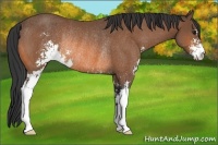 Horse Color:Bay Sabino Rabicano 
