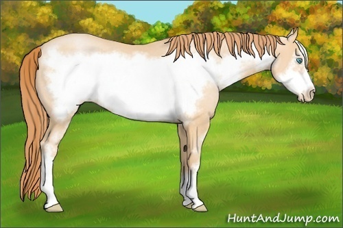 Horse Color: Buckskin Pearl Sabino Frame Rabicano 