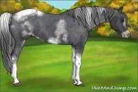 Horse Color:White Spotted Black Splash Tobiano Frame Appaloosa 