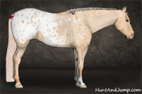 Horse Color:Chocolate Palomino Appaloosa 