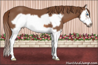 Horse Color:Liver Chestnut Splash Frame
