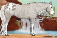 Horse Color:Silver Smoky Black Ice Splash Appaloosa 
