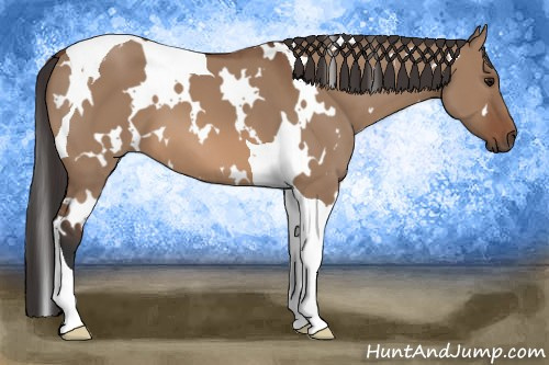 Horse Color: White Spotted Bay Dun Tobiano 