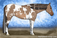 Horse Color:White Spotted Bay Dun Tobiano 