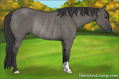 Horse Color: Brown Dun Rabicano 
