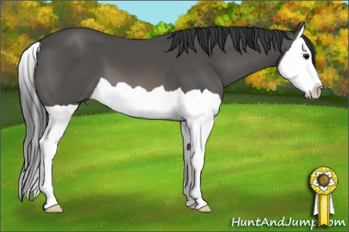 Horse Color: Black Splash 