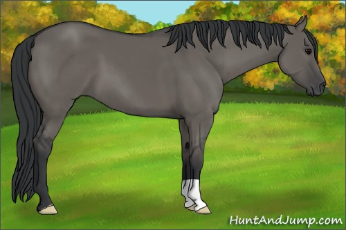 Horse Color: Grullo 