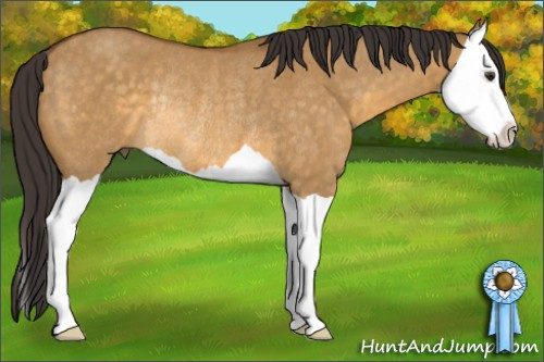 Horse Color: Buckskin Dun Splash Rabicano 
