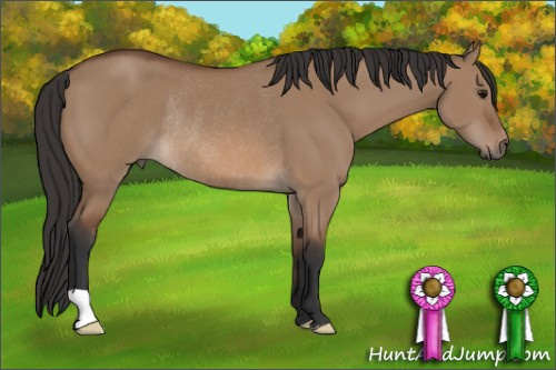 Horse Color: Bay Dun Rabicano 