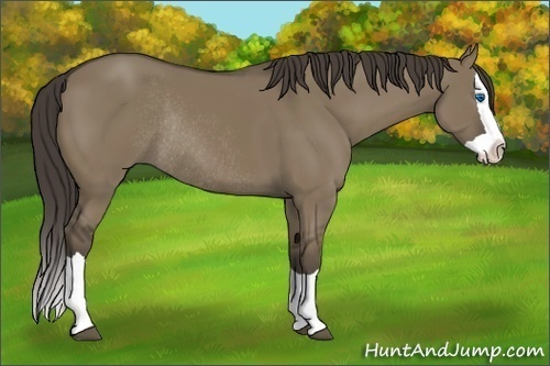 Horse Color: Smoky Grullo Splash Rabicano 