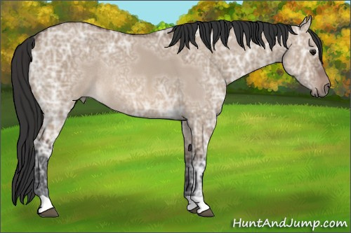 Horse Color: Brown Ice Dun Rabicano 
