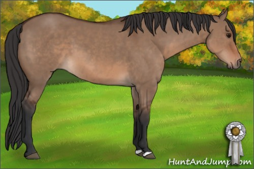 Horse Color: Brown Dun 
