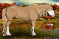 Horse Color:Chestnut Sabino 