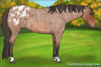 Horse Color:Bay Roan Appaloosa 