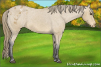 Horse Color:Buckskin Blanket 