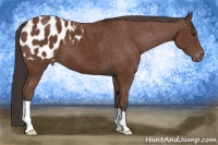 Horse Color:Bay Appaloosa