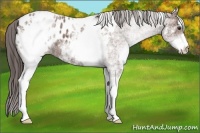 Horse Color:White Spotted Bay Roan Blanket 