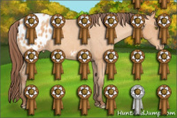 Horse Color:Amber Champagne Appaloosa