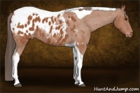 Horse Color:Bay Tobiano Blanket 