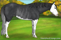 Horse Color:Brown Splash Appaloosa Rabicano