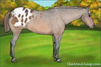 Horse Color:Buckskin Appaloosa 