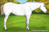 Horse Color:Bay Dun Appaloosa Rabicano 