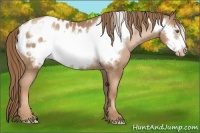 Horse Color:Liver Chestnut Pearl Frame Appaloosa Rabicano 