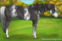 Horse Color:White Spotted Smoky Black Sabino 