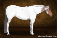Horse Color:Bay Tobiano Appaloosa 