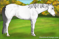 Horse Color:White Spotted Black Tobiano