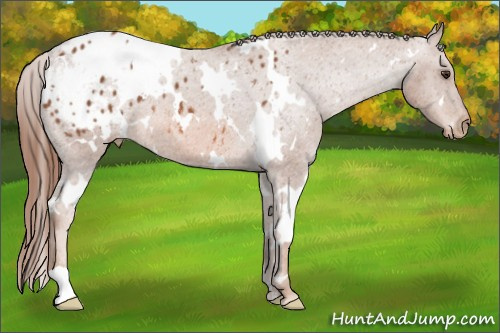 Horse Color: Unknown 